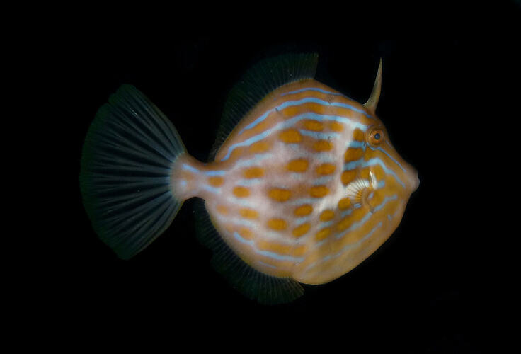 Side view of stripey fish swimming at night.