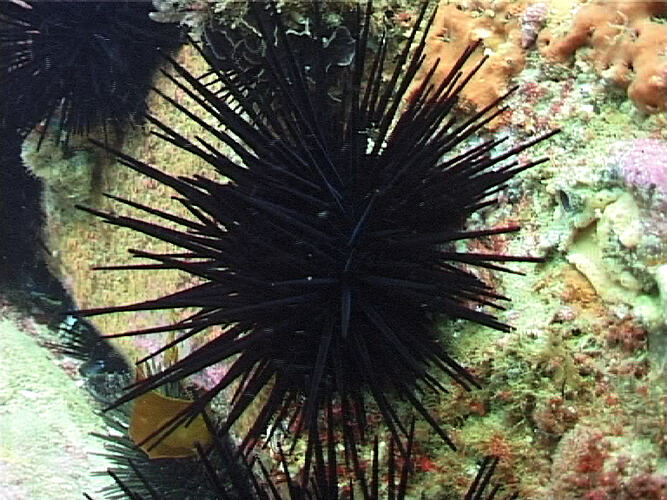 Black sea urchin on greenish reef.