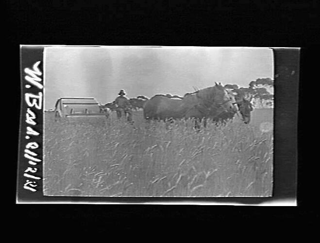 Negative Victoria by Bill Boyd by Bill Boyd circa 1920s Negative Victoria by Bill Boyd by Bill Boyd circa 1920s