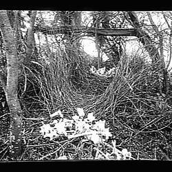 Glass Negative - 'Playhouse of Spotted Bower Bird', by A.J. Campbell, Australia, circa 1895