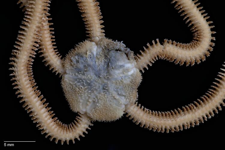 Dorsal view of brittle star with blue central disc and brown arms.