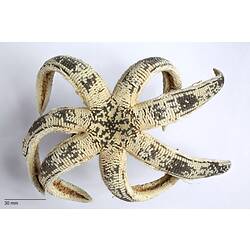 Yellow and black sea star with seven thin, curved arms, dorsal view.