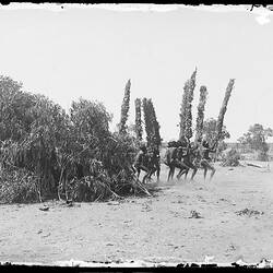 Glass plate. Warumungu. Tennant Creek, Central Australia, Northern Territory, Australia. /07/1901 - /09/1901