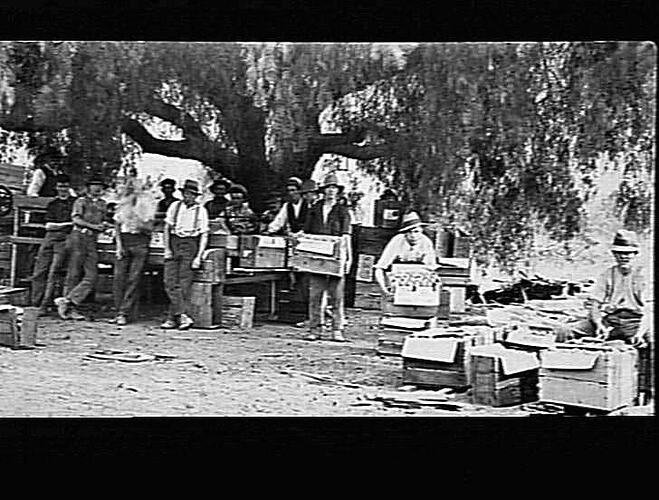 negative-by-lilian-l-pitts-merrigum-victoria-1910-1920