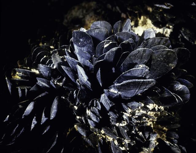 Spray of platy purple-blue minerals growing up from a rock.