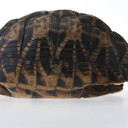 Tortoise Shell - Geochelone elegans, circa 1880