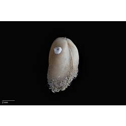 Bivalve shell with small worm cast on shell.