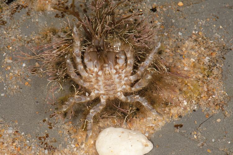A Decorator Crab, covered on seaweed and turned on its back, on sand.