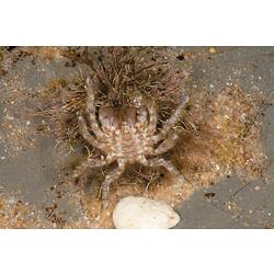A Decorator Crab, covered on seaweed and turned on its back, on sand.