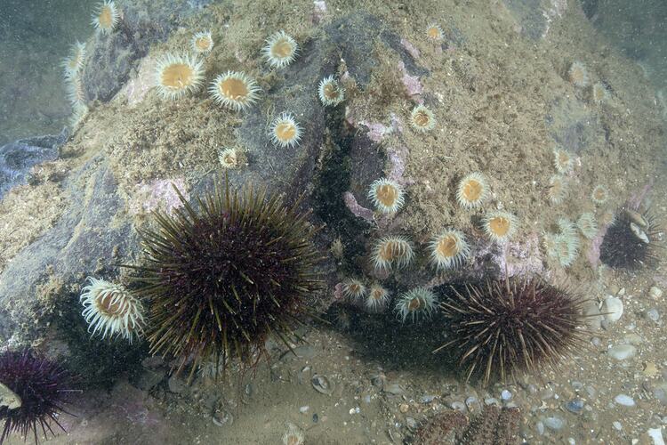 <em>Anthothoe albocincta</em>, Orange and White Stripe Anemone. Point Cook, Port Phillip, Victoria.