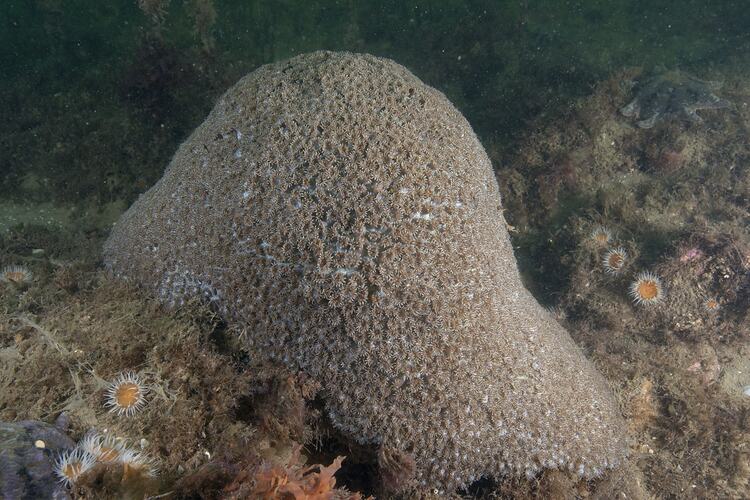 Class Anthozoa, stony coral. Point Cook, Port Phillip, Victoria.