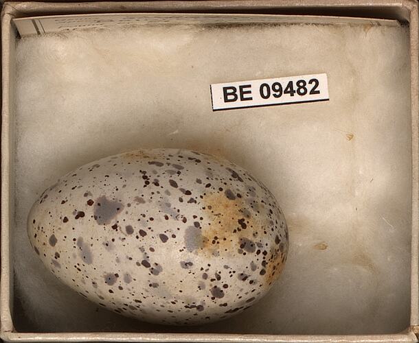 Bird egg with specimen labels in box.