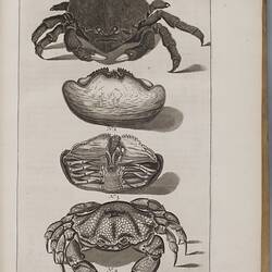 A black and white illustraion of four crustaceans