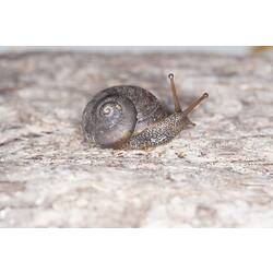 <em>Chloritobadistes</em> sp., snail. Grampians National Park, Victoria.