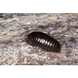 Class Diplopoda, millipede. Wilsons Promontory National Park, Victoria.