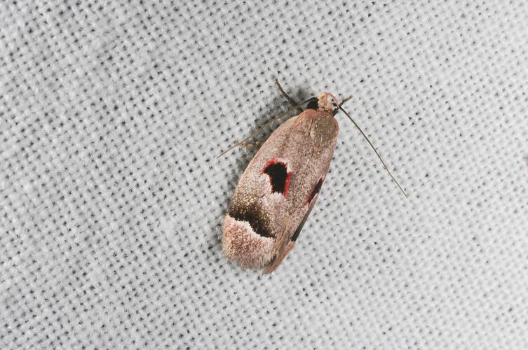 <em>Acanthodela erythrosema</em>, moth. Grampians National Park, Victoria.