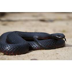 <em>Pseudechis porphyriacus</em>, Red-bellied Black Snake. Grampians National Park, Victoria.