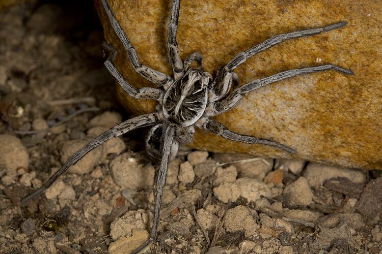 Family Lycosidae, wolf spider. Grampians National Park, Victoria.