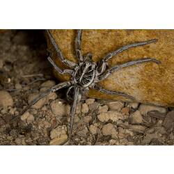 Family Lycosidae, wolf spider. Grampians National Park, Victoria.