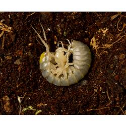 Grey, yellow isopod curled up on soil.