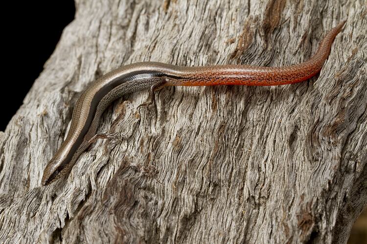 Brown striped lizard with red tail on bark.