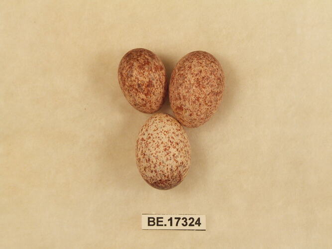 Three bird eggs with specimen label.