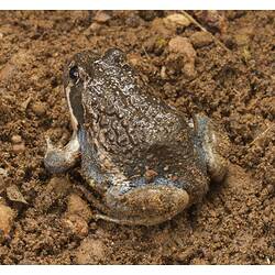 Brownish frog, whitish line on face on dirt.
