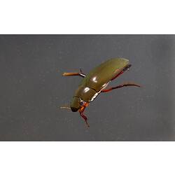 Water Scavenger Beetle.
