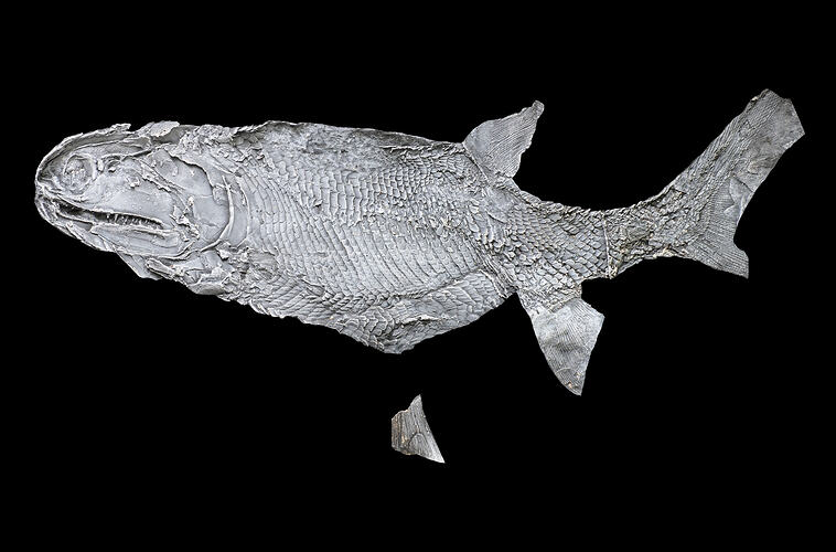 Grey fossil fish.