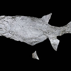 Grey fossil fish.