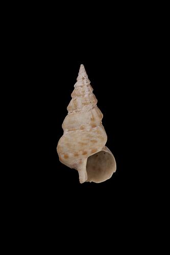 <em>Plesiotrochus monachus</em>, marine snail, shell.  Registration no. F 180057.