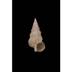 <em>Plesiotrochus monachus</em>, marine snail, shell.  Registration no. F 180057.