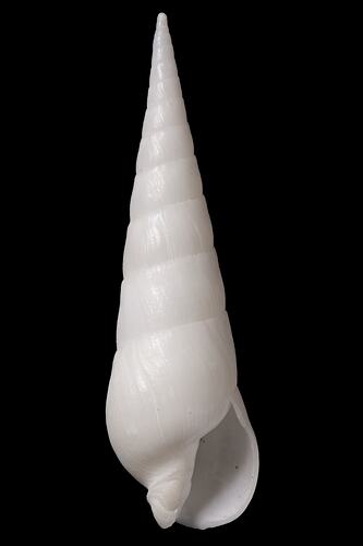 <em>Terebra albida</em>, auger shell, shell.  Registration no. F 178992.