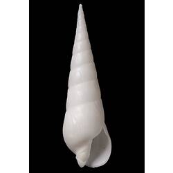 <em>Terebra albida</em>, auger shell, shell.  Registration no. F 178992.