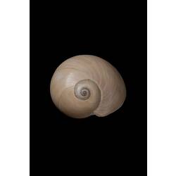 <em>Neverita aulacoglossa</em>, marine snail, shell.  Registration no. F 179011.
