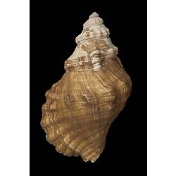 <em>Cabestana spengleri</em>, Spengler's Rock Whelk, shell.  Registration no. F 179992.
