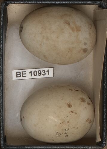 Two bird eggs with specimen labels.