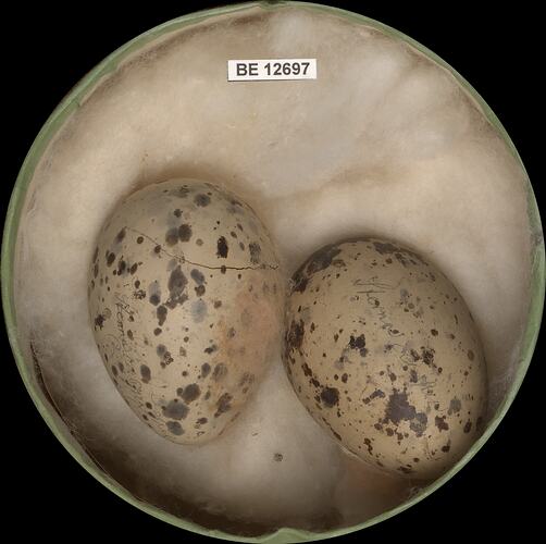 Two bird eggs with specimen label in round box.