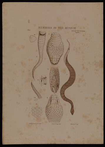Acanthophis antarcticus