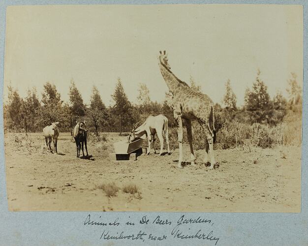 Giraffe, antelope and other animals by a water trough, fence and trees in background.