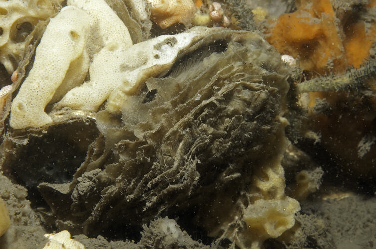 Mud Oyster on a reef with mantle visible