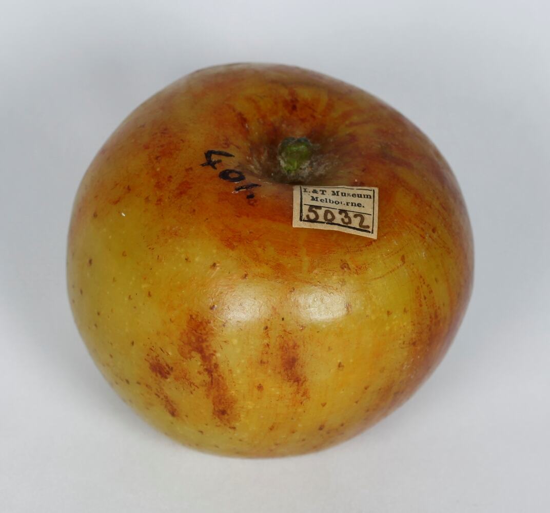 Apple Model - Golden Reinette, Burnley, 1880