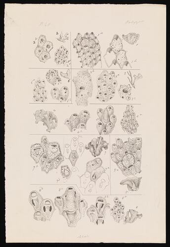 Caleschara denticulata