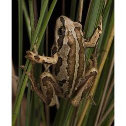 Light brown frog with dark brown patches clinging to plant stalks.