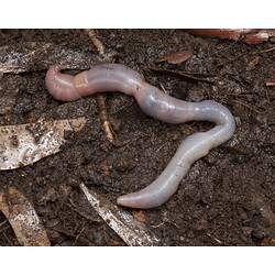 Pink worm on wet dirt.
