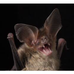 Detail of face of bat with long ears, moth open showing pointed teeth.