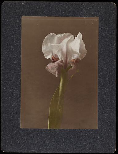 Still life of white and dark purple iris flower.
