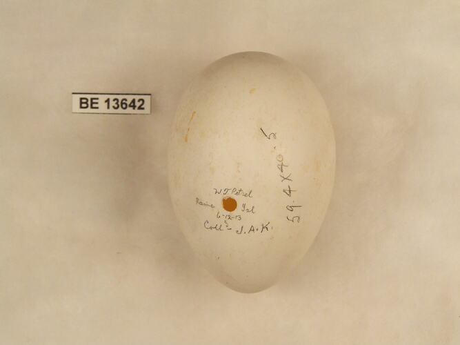 Bird egg with specimen label.