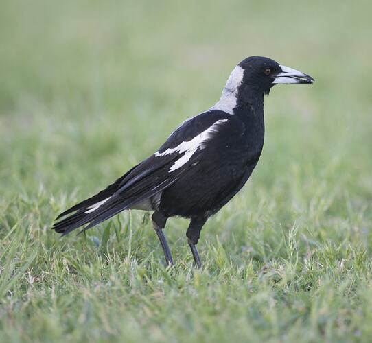 Black, white and grey bird standing on grass.