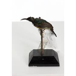 Blue-green bird specimen mounted on branch viewed from side.